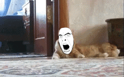 animal animated cat door ext=gif feline floor glasses irl_background open_mouth orange orange_cat running scared soyjak stubble teeth variant:cobson walking // 244x152 // 563.3KB