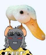 duck ear female girl mouse rat rodent squeaky subvariant:bridget variant:bernd // 372x447 // 137.3KB