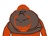 animal ape arm beard ginger hair hairy monkey orange_hair orangutan series:animaljaks smile soyjak variant:impish_soyak_ears // 1081x800 // 154.4KB