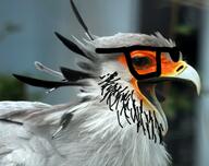 animal bird glasses irl open_mouth secretary_bird series:animaljaks stubble variant:taryjak // 3268x2582 // 3.6MB