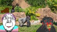 4soyjaks ack angry animal animated ape blahaj chimpanzee earrape estradiol fern gorilla irl_background monkey music nosebleed r_pedophilia r_trans rock rope series:animaljaks sound subvariant:feralnigger subvariant:feralrage text_to_speech total_tranny_death tranny trans_rights troon tyrone variant:bernd variant:feraljak variant:soyak video yellow_teeth zoo // 1920x1080, 32.7s // 7.7MB