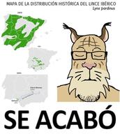 animal iberia iberian_penisula lynx meta:tagme population spansh_text text variant:markiplier_soyjak // 500x558 // 42.7KB