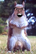 animal full_body glasses irl_background mustache nsfw penis soyjak squirrel subvariant:feralsquirrel variant:feraljak // 310x465 // 87.1KB