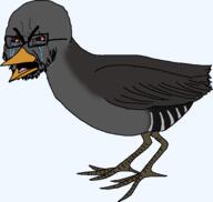 animal bird inaccessible_island_rail variant:soyak // 597x567 // 41.2KB