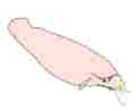 animal baby caca catfish fish glasses low_quality low_res low_resolution pacifier stubble variant:unknown white_skin // 120x98 // 4.9KB