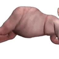 amerimutt animated ext=gif meta:tagme mutt variant:gapejak // 480x228 // 272.8KB