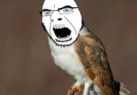angry animal beard bird glasses irl irl_background meta:not_oc open_mouth owl variant:cobson // 616x428 // 223.0KB