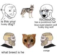 animal bloodshot_eyes cat crying dog glasses husky nordic_chad open_mouth soyjak stubble text variant:soyak wolf // 1003x973 // 558.9KB