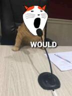 animal cat cat_ear irl_background marsey microphone open_mouth rdrama subvariant:impish_meowjak text variant:impish_soyak_ears // 479x640 // 306.7KB