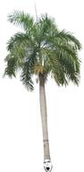 clothes glasses hat open_mouth palm_tree soyjak stubble tree variant:cobson // 1131x2315 // 1.7MB