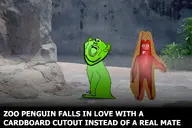 animal bald banbaleena cardboard cutout ear emerald_(namefag) english_text fade garten_of_banban green_skin irl_background love meta:namefags oh_my_god_she_is_so_attractive penguin stubble tahoma_font text variant:impish_soyak_ears white_text zoo // 1504x1000 // 407.5KB