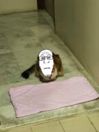 animal cat closed_mouth front_facing glasses irl neutral soyjak stubble subvariant:neutralplier variant:markiplier_soyjak // 3072x4096 // 10.0MB