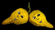florentine_citrus lime // 1919x1080 // 1.1MB