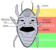 antenna beetle black_eyes blue_skin bug cheetle diagram full_body insects leg multiple_arms open_mouth text variant:coinjak // 1941x1760 // 98.7KB