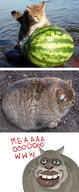 animal big_lips cat comic irl nas:tyrone red_text sheeeit text water watermelon // 856x2092 // 862.9KB