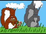 acorn angry grey_squirrel loveandlighttv nut nuts subvariant:feralsquirrel trend:squirreljakking video yes_king // 960x720, 10.5s // 11.3MB