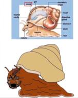 animal bloodshot_eyes crying diagram dvach full_body glasses open_mouth poop snail soyjak stubble text variant:cryboy_soyjak watermark // 465x587 // 250.1KB