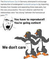 bremerhaven bremerhaven_zoo chad chad_thundercock gay germany glasses humboldt_penguin looking_to_the_right open_mouth penguin soyjak stubble sweden variant:cobson virgin_vs_chad // 1170x1400 // 466.3KB