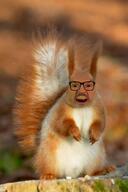 animal animal_ears beard forest funny irl irl_background irl_photo irl_soy meme meta:variant_origin moustache open_eyes open_mouth series:animaljaks squirrel squirreljak stubble subvariant:feralsquirrel variant:feraljak // 810x1219 // 899.1KB