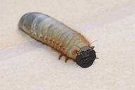 animal badass beetle bug cool creatures dynastinae grass happy insects larva lovebug nature scarab scarabaediae subvariant:branigger sweet variant:brandon wholesome // 1200x800 // 856.3KB