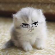 animal cat closed_mouth ear fur glasses irl looking_at_you meta:the_fact_that_this_wasn't_posted_here_before_is_fucking_astonishing paw soyjak subvariant:pol_face thick_eyebrows variant:chudjak // 640x640 // 73.3KB