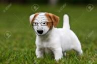 animal beard cute dog glasses grass irl_background meta:not_oc open_mouth soyjak variant:soyak // 255x170 // 74.7KB