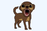 angry chihuahua_(dog_breed) dog full_body oh_my_god_she_is_so_attractive open_mouth soyjak subvariant:el_perro_loco // 768x512 // 33.4KB