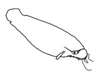 animal catfish fish glasses stubble variant:unknown // 3468x2670 // 210.1KB