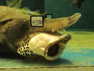 bait fish glasses nintendo nintendo_switch stubble variant:unknown video_game // 640x480 // 1.0MB