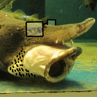 bait fish glasses nintendo nintendo_switch stubble variant:unknown video_game // 640x480 // 1.0MB