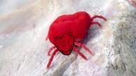 bug chigger closed_mouth ear irl smile soyjak stubble variant:impish_soyak_ears velvet_mite // 1200x675 // 1.5MB