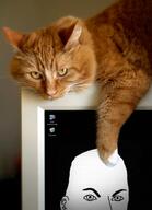 animal cat irl irl_background meta:tagme variant:hercules // 505x700 // 380.0KB