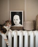 animal cat irl irl_background meta:tagme variant:hercules // 967x1200 // 1.5MB