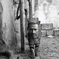 animal animated cat dog ext=gif furry nas nas:gigachad street subnas:gigacat subnas:old_gigachad