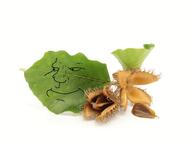 beech_tree irl leaf mast subvariant:mexiaryan variant:meximutt // 600x496 // 167.8KB