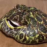 amphibian animated frog irl laughing looking_at_you meta:not_oc nas:pepe pepe pepe_the_frog smug subnas:pepelaugh // 195x195 // 438.1KB