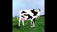 atom_heart_mother cow glasses music open_mouth pink_floyd prog_rock sound soyjak stubble variant:unknown video // 1920x1080, 141.6s // 5.6MB