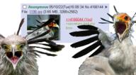 3soyjaks 4chan an_(4chan) animal bird glasses irl open_mouth secretary_bird stubble variant:two_pointing_soyjaks wing // 508x284 // 188.7KB