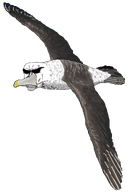 albatross animal beak bird closed_mouth feather full_body sea series:animaljaks serious subvariant:perceptive_chud transparent_background variant:chudjak vein white-capped_albatross wing // 1350x2000 // 287.4KB
