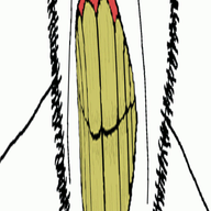 animated antenna clenched_teeth ear glasses soyjak stretched_mouth stubble variant:cobson yellow_teeth // 378x1200 // 165.5KB