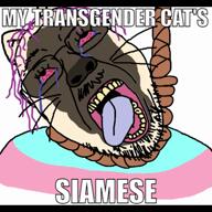 ack animal black cat china eminem fact flag flag:transgender_pride_flag houdini rope siamese_cat soyjak subvariant:impish_meowjak tole_tole_cat trans troon variant:bernd variant:catjak_(alternate) variant:impish_soyak_ears video yellow_skin // 1080x1080, 11.2s // 7.0MB