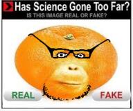 animal food fruit glasses monkey neutral no_eyebrows objectsoy orange orange_(fruit) science soyjak stubble text variant:a24_slowburn_soyjak // 246x205 // 80.2KB