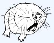 animal mole soyjak teeth variant:molejak // 939x750 // 98.2KB