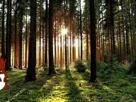 animal animated ear full_body glasses irl_background open_mouth sound soyjak stubble subvariant:feralsquirrel trend:squirreljakking variant:feraljak video // 640x480, 2.1s // 181.8KB