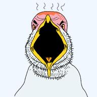 angry animal bird gull seagull variant:birdjak // 1200x1200 // 45.9KB