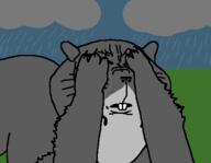 animal arm buck_teeth crying drawn_background ear grey_squirrel hand hands_up rain raining sad snout soyjak subvariant:ominous_impish_squirrel tail trend:squirreljakking variant:impish_soyak_ears // 464x360 // 5.4KB
