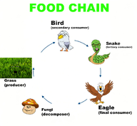 bird cycle eagle educational facts food_chain grass learn science seagull snake snopes variant:a24_slowburn_soyjak variant:feraljak variant:gapejak variant:impish_soyak_ears variant:uncjak visual // 1056x976 // 284.8KB