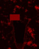 black_skin broken censor_bar meta:tagme no_mouth red_background variant:markiplier_soyjak // 785x1000 // 585.7KB