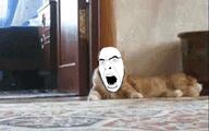 animal animated cat door ext=gif feline floor glasses irl_background open_mouth orange orange_cat running scared soyjak stubble teeth variant:cobson walking // 244x152 // 563.3KB