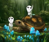 eyes forest mushroom nature plants sitting soyjak tree turtle wide // 550x473 // 76.5KB